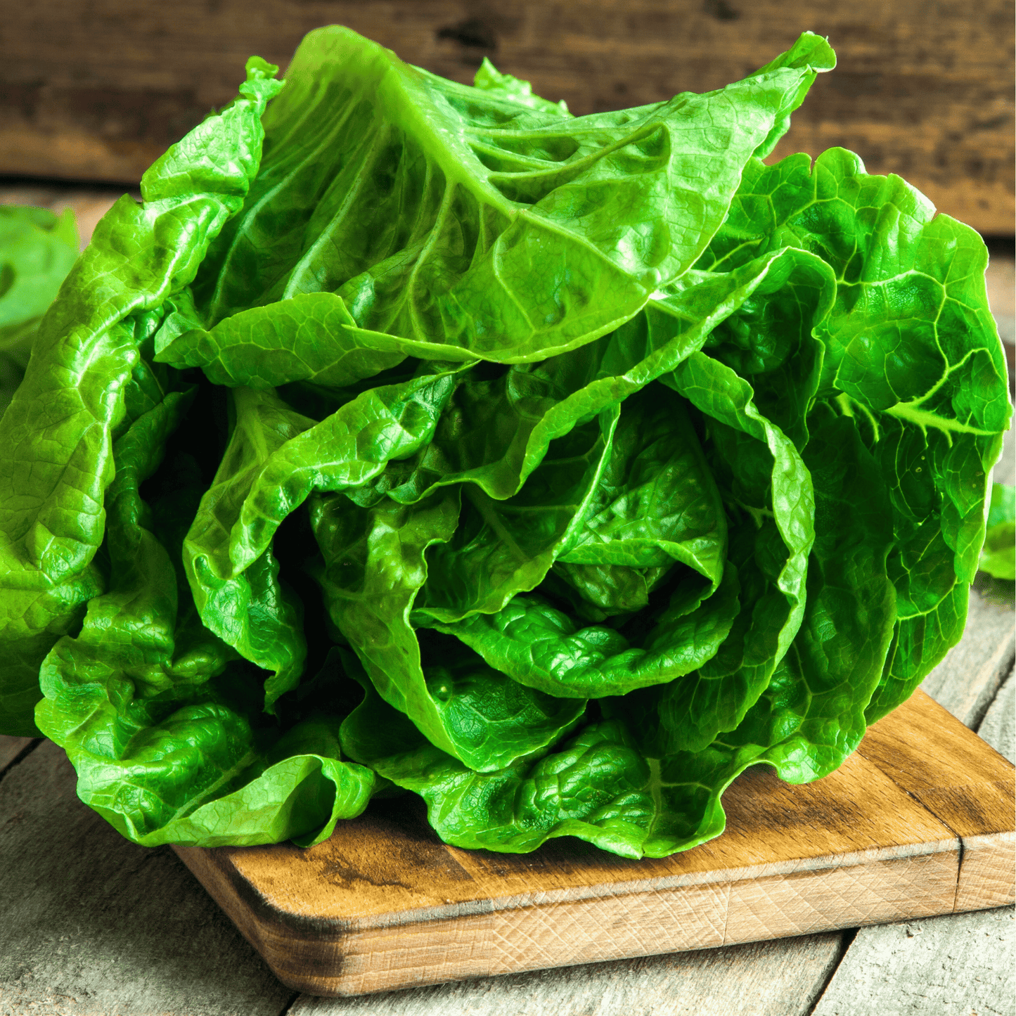 Parris Island Cos Lettuce ā 500 Seeds