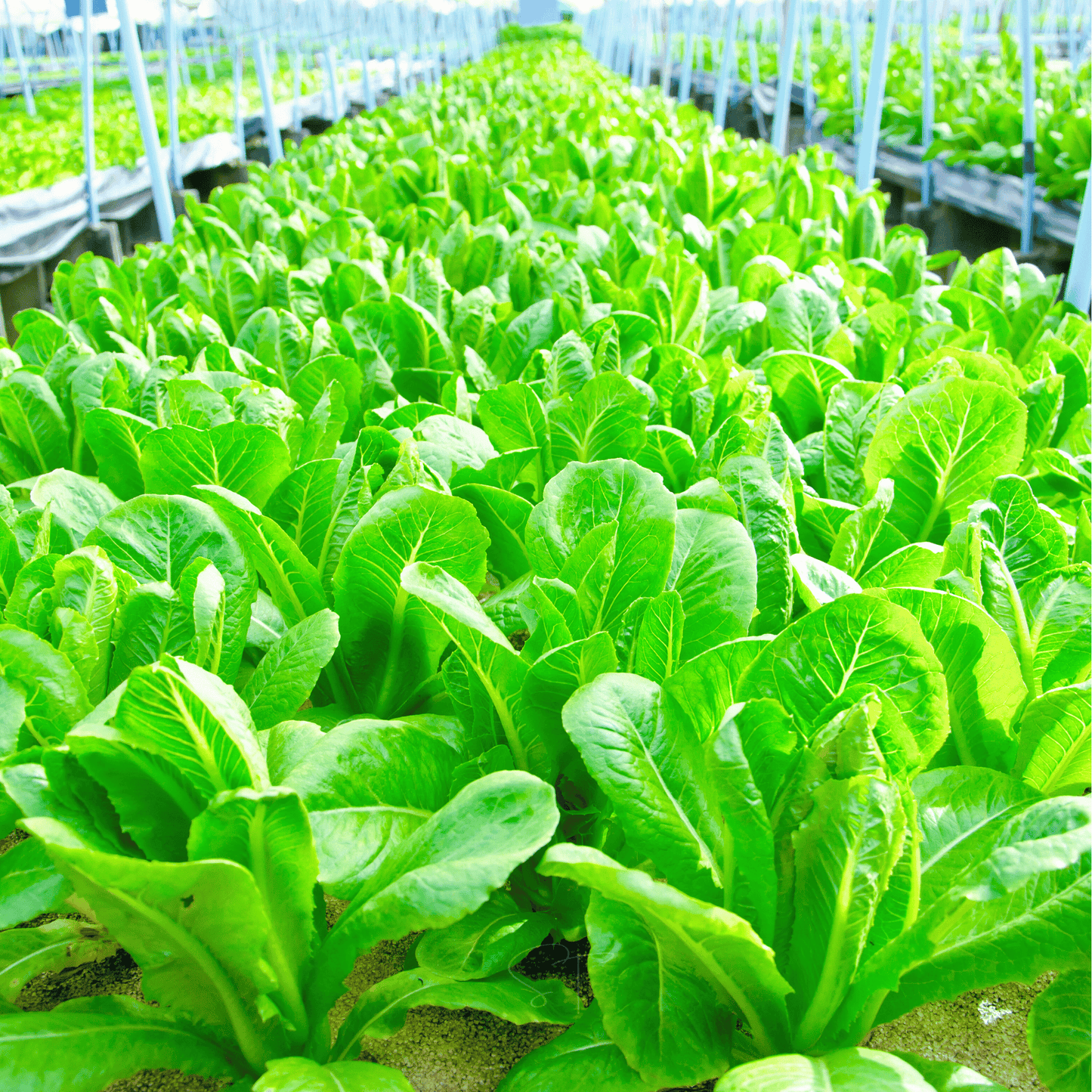 Parris Island Cos Lettuce ā 500 Seeds