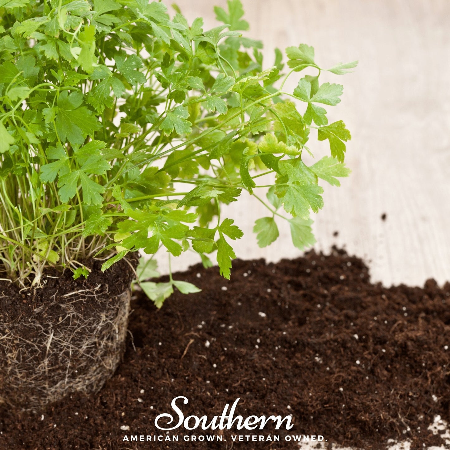 Italian Parsley ā 200 Seeds