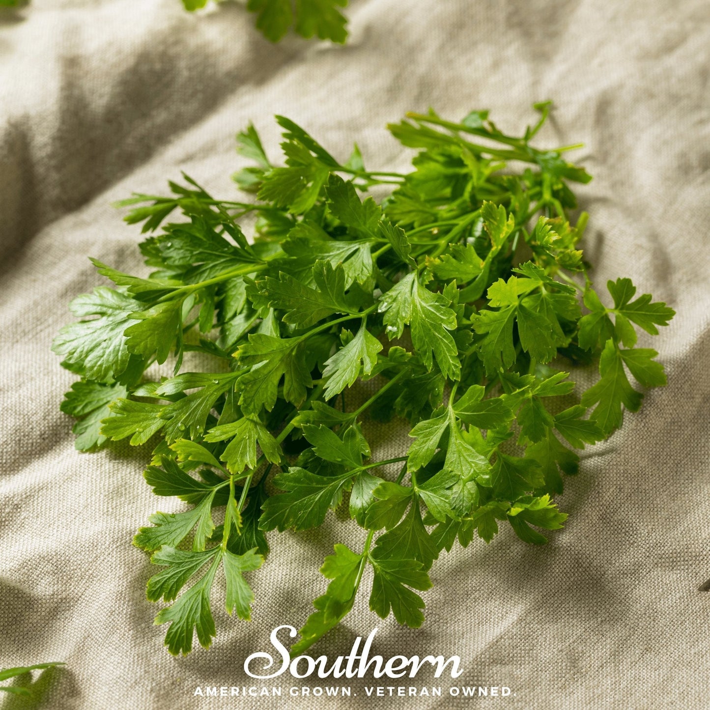Italian Parsley ā 200 Seeds