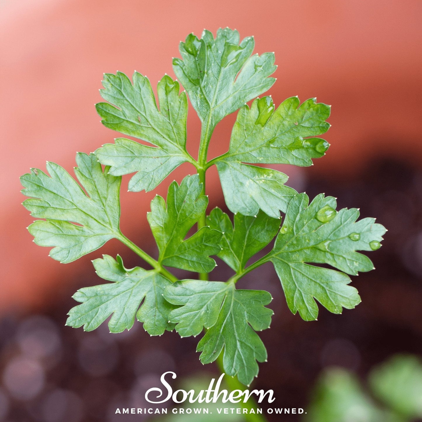 Italian Parsley ā 200 Seeds