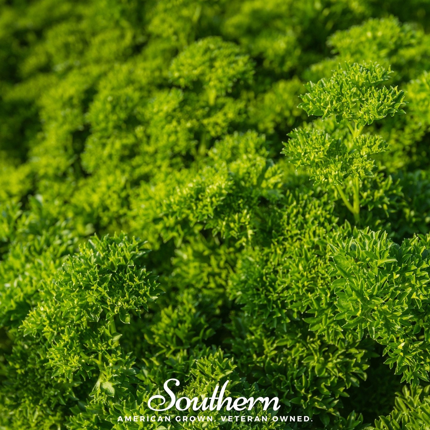 Triple Curled Parsley ā 200 Seeds