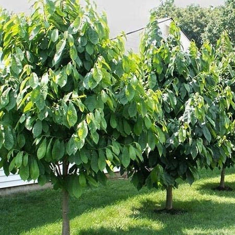 Paw Paw Tree - 6 Seeds - Edible Fruit, Easy to Grow, Exotic