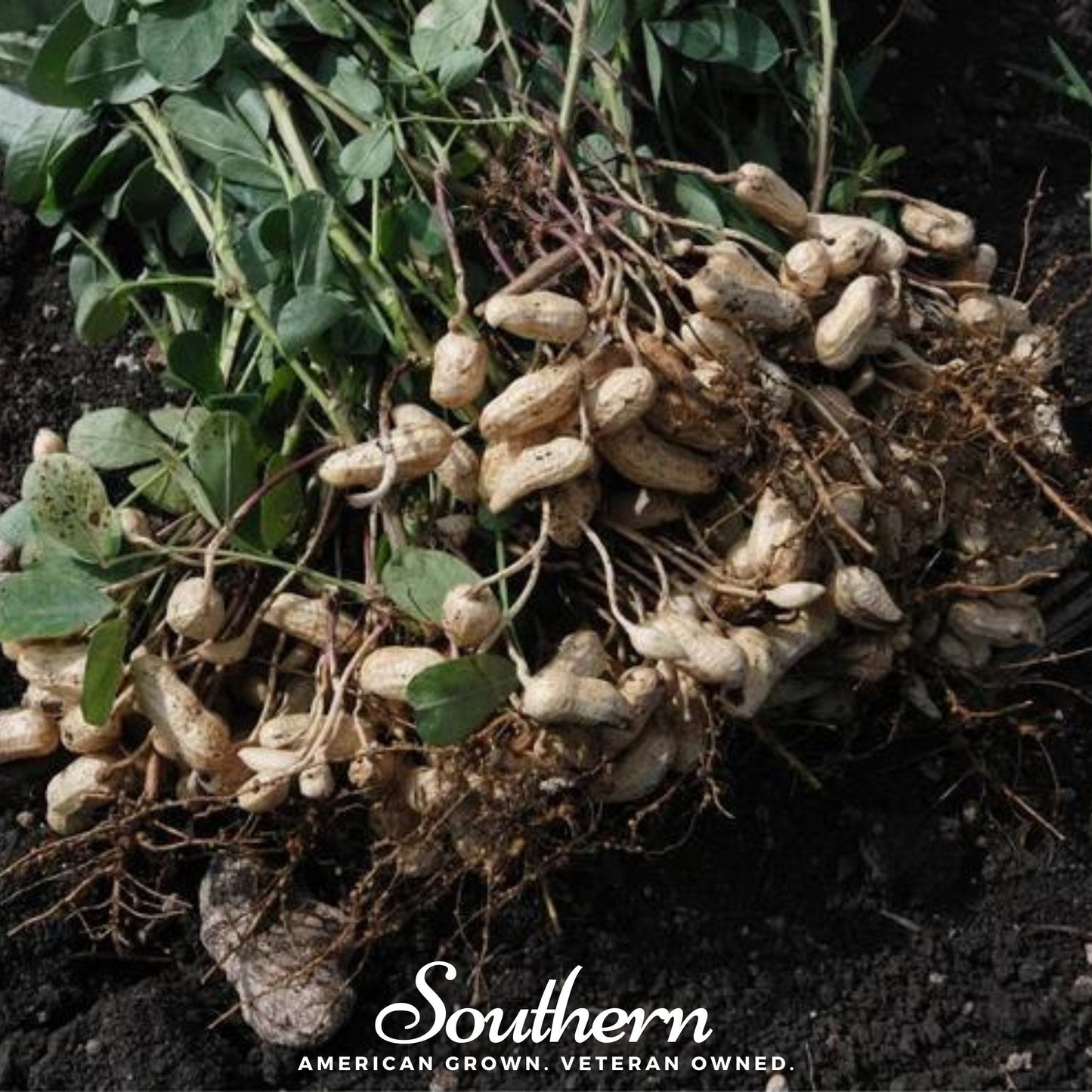 Tennessee Red Peanuts ā 10 Seeds