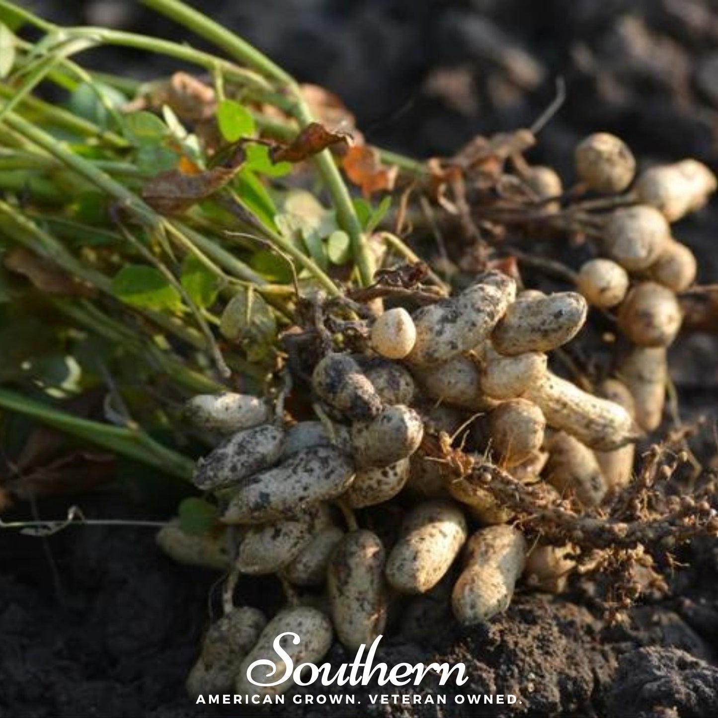 Tennessee Red Peanuts ā 10 Seeds