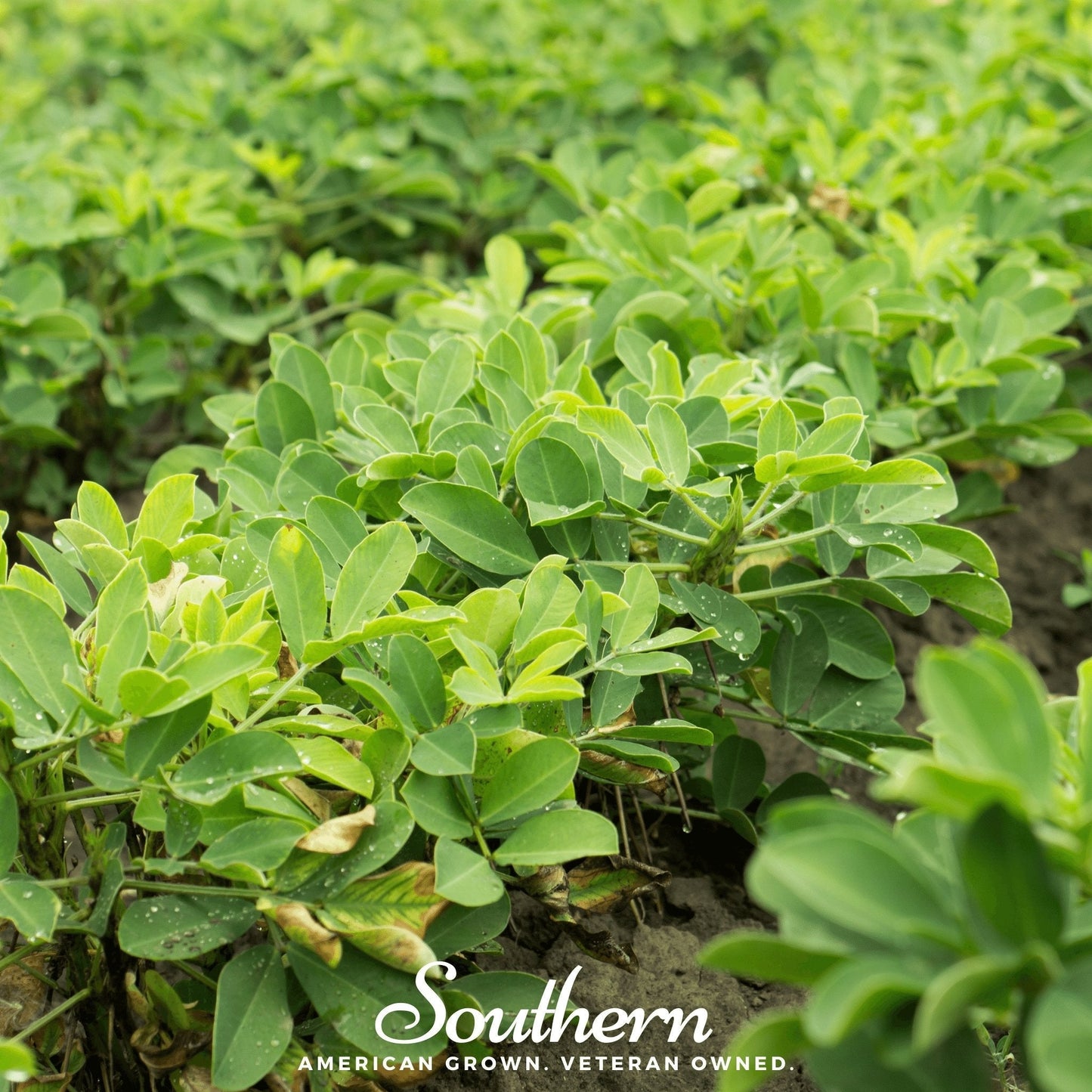 Virginia Jumbo Peanuts ā 10 Seeds