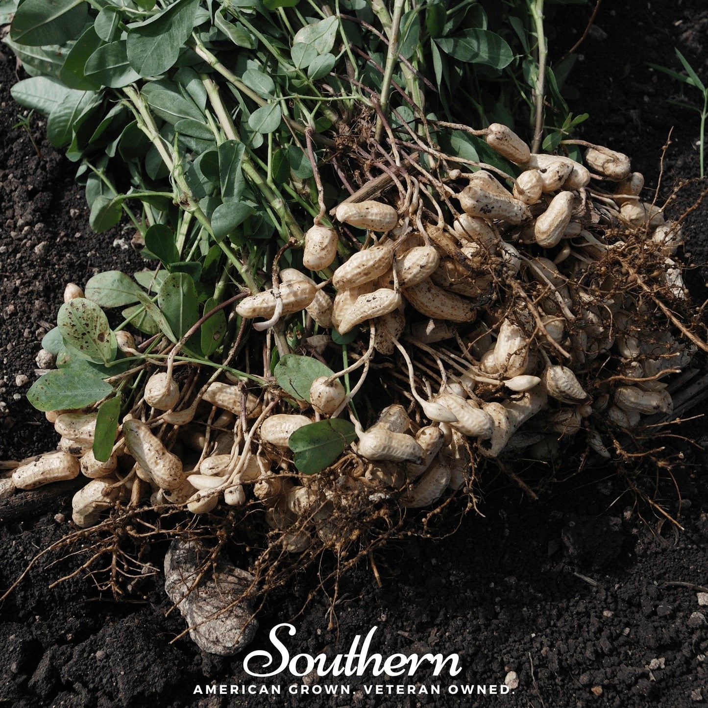 Virginia Jumbo Peanuts ā 10 Seeds