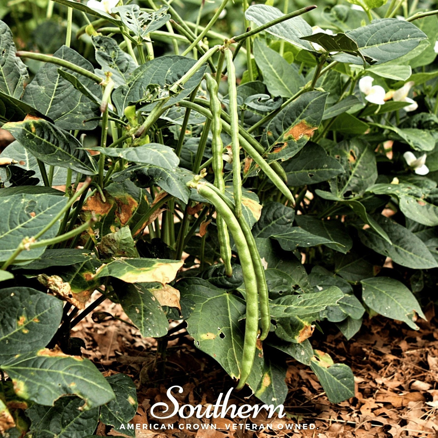 California Blackeye Peas ā 20 Seeds