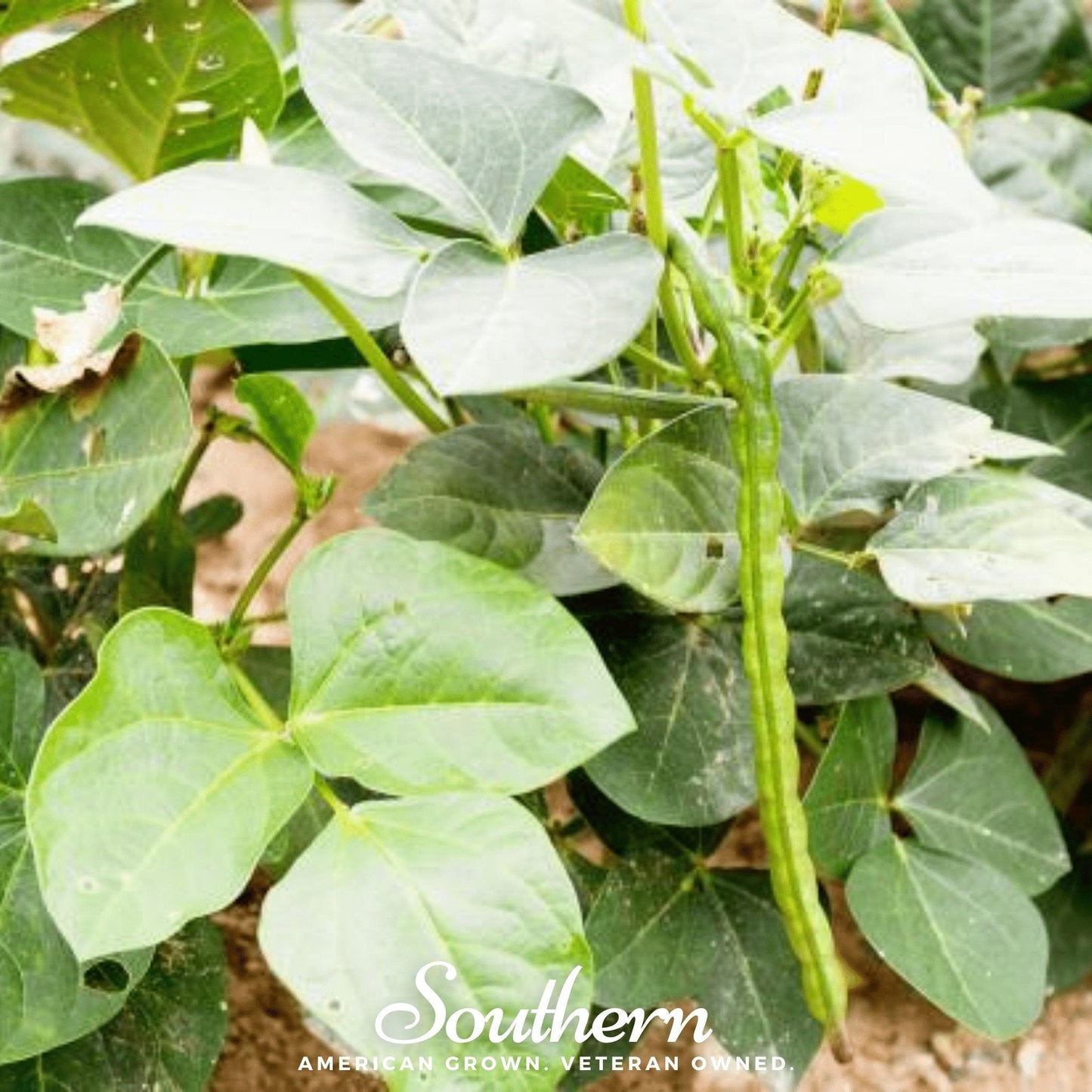 California Blackeye Peas ā 20 Seeds