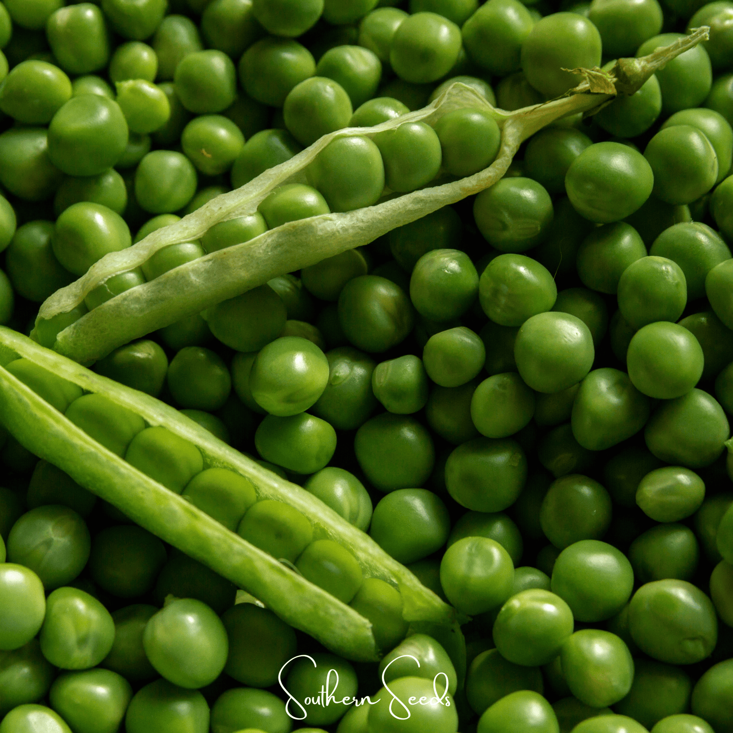 Early Frosty Peas ā 25 Seeds