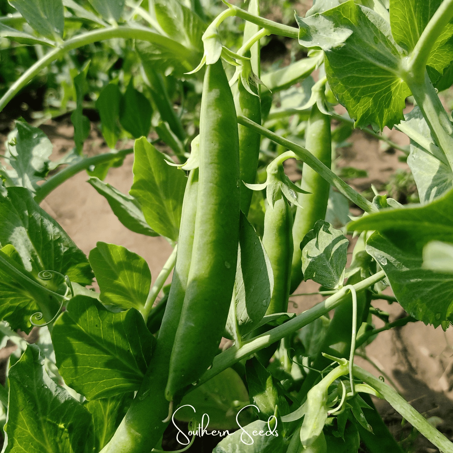 Early Frosty Peas ā 25 Seeds