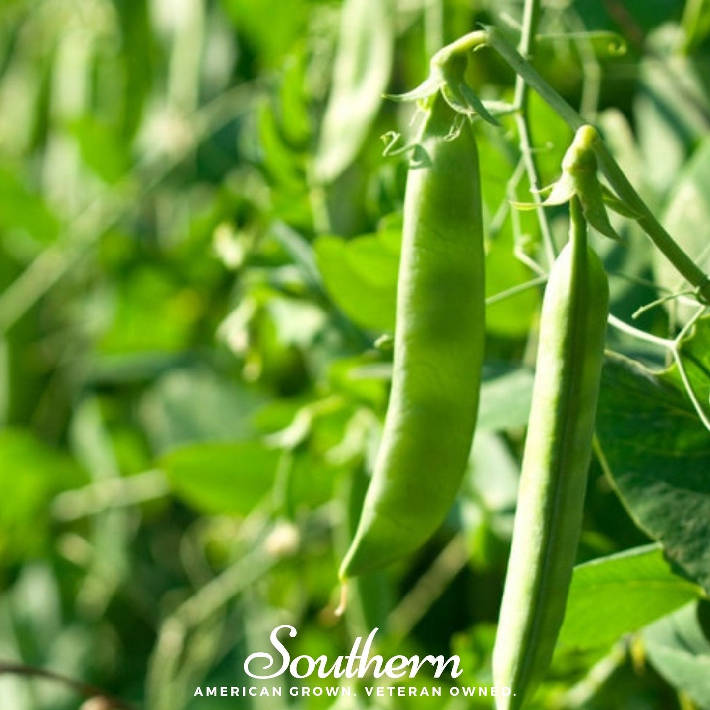 Green Arrow Peas ā 25 Seeds