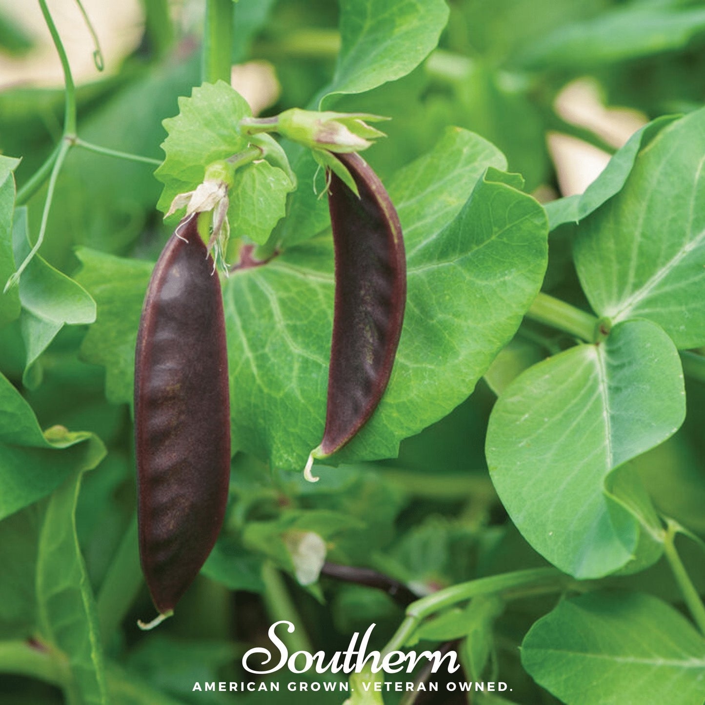 Royal Snap II Peas ā 20 Seeds