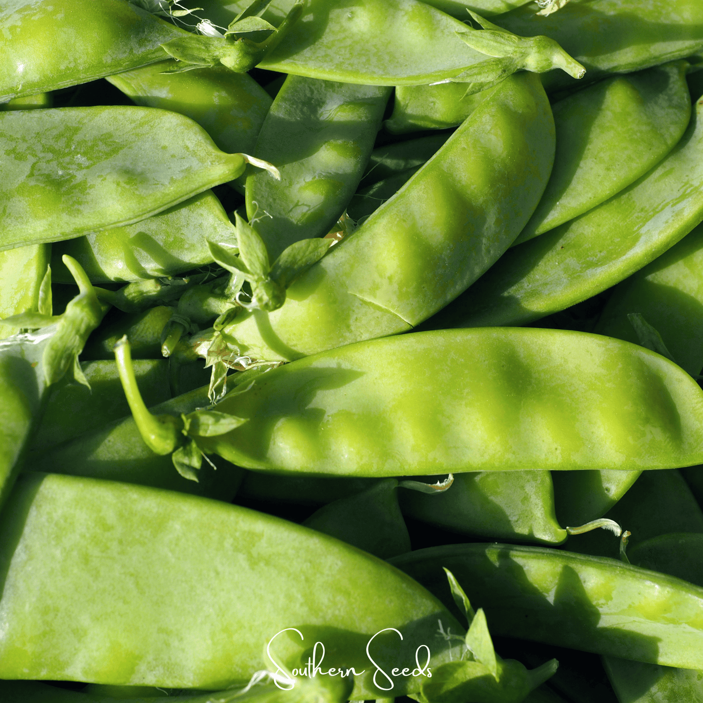 Oregon Sugar II Snow Peas ā 25 Seeds