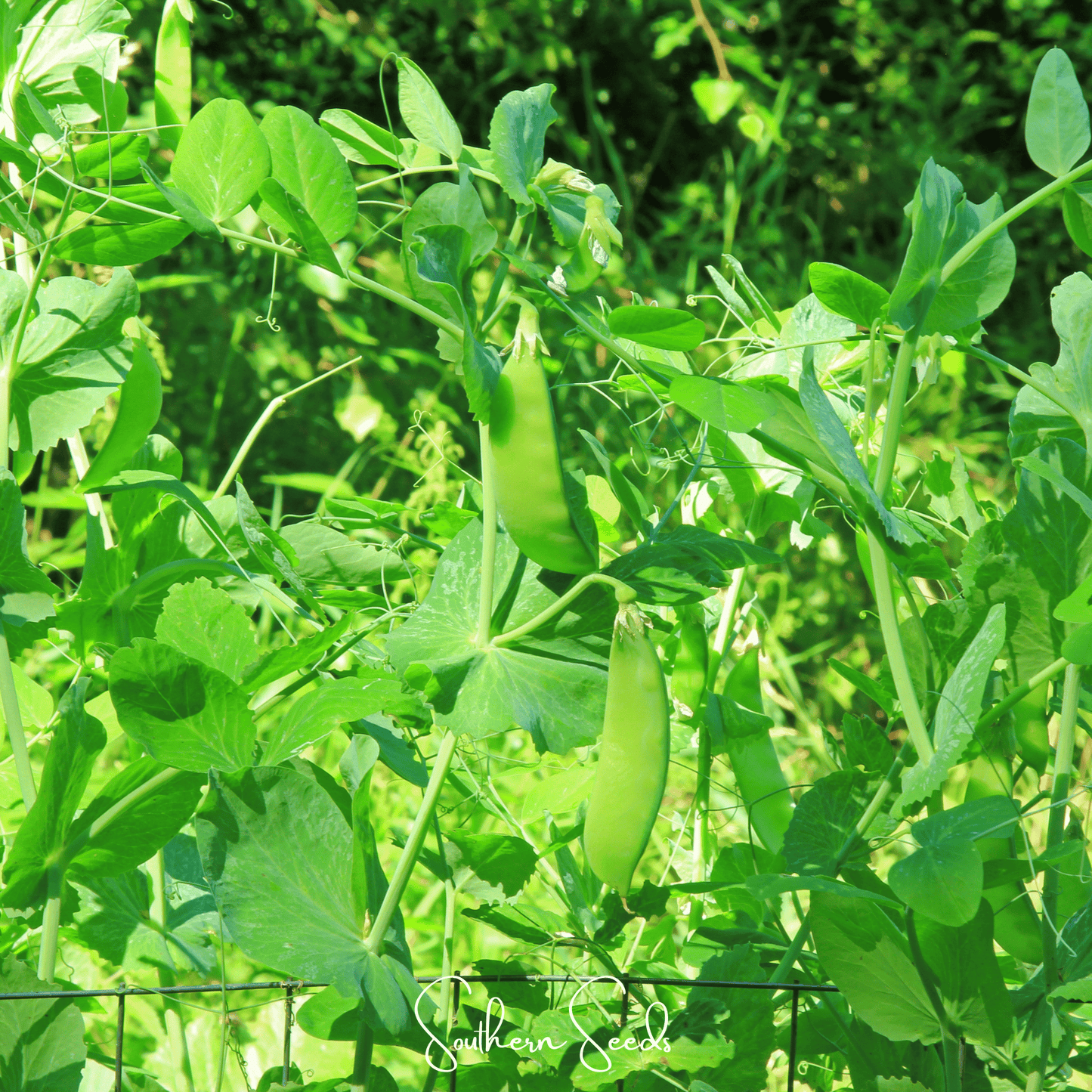 Oregon Sugar II Snow Peas ā 25 Seeds