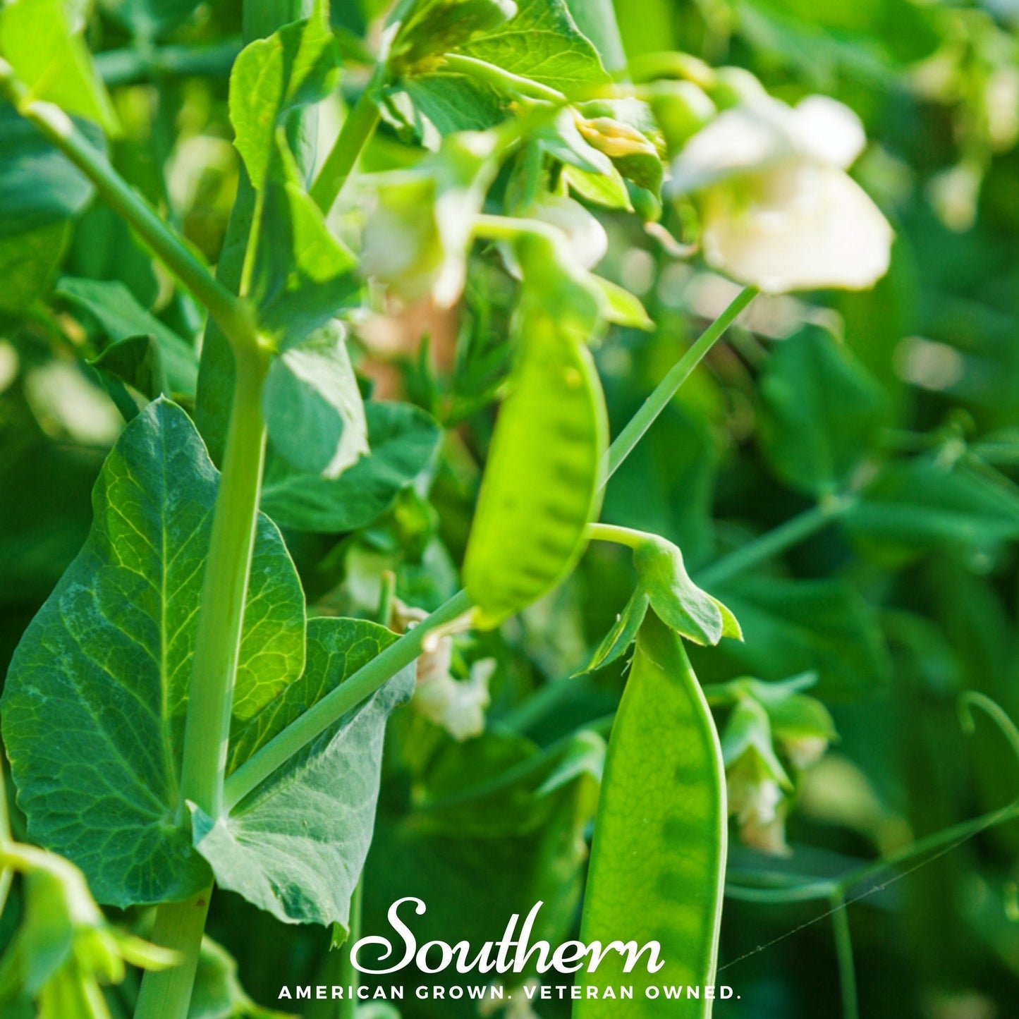 Sugar Daddy Peas ā 20 Seeds