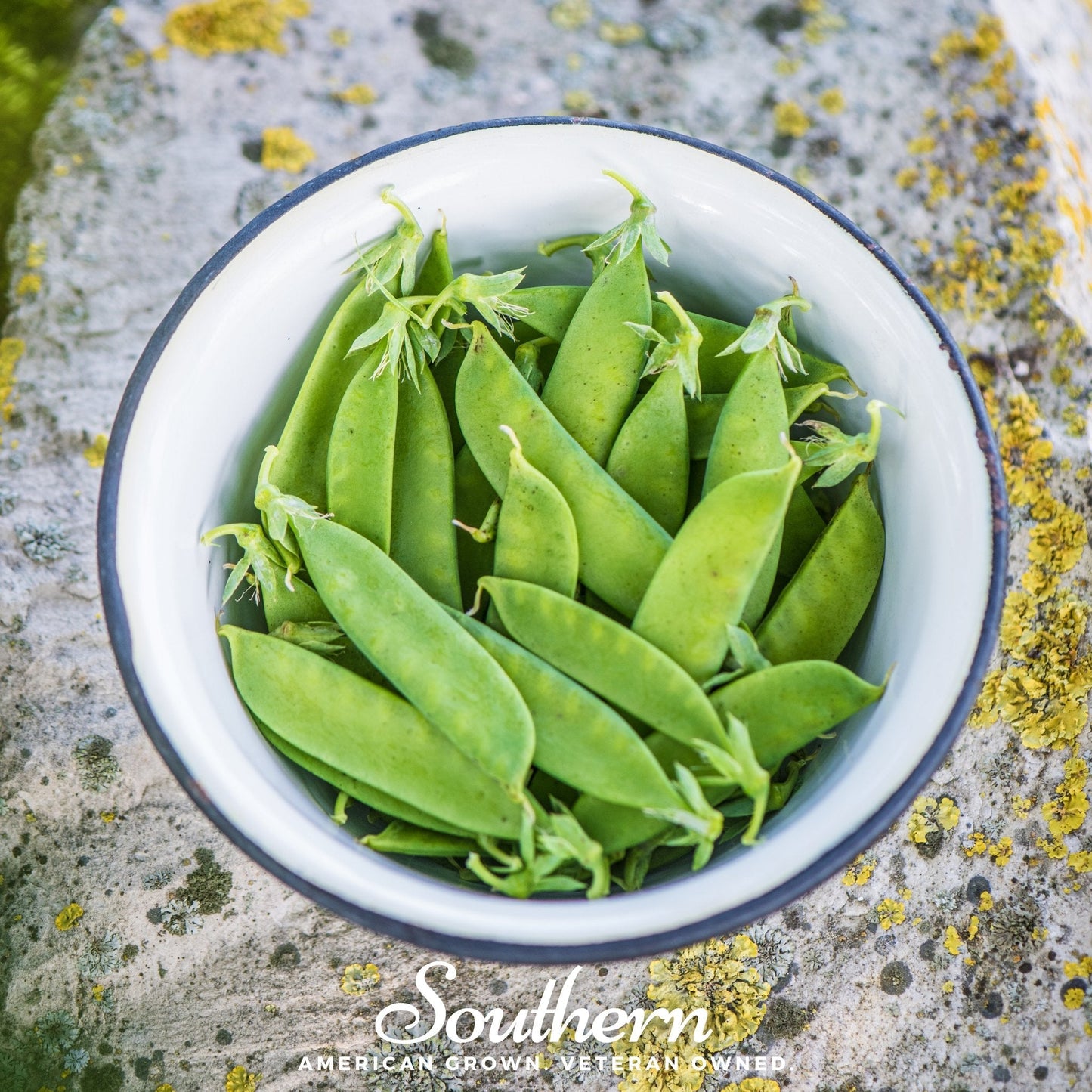 Sugar Daddy Peas ā 20 Seeds
