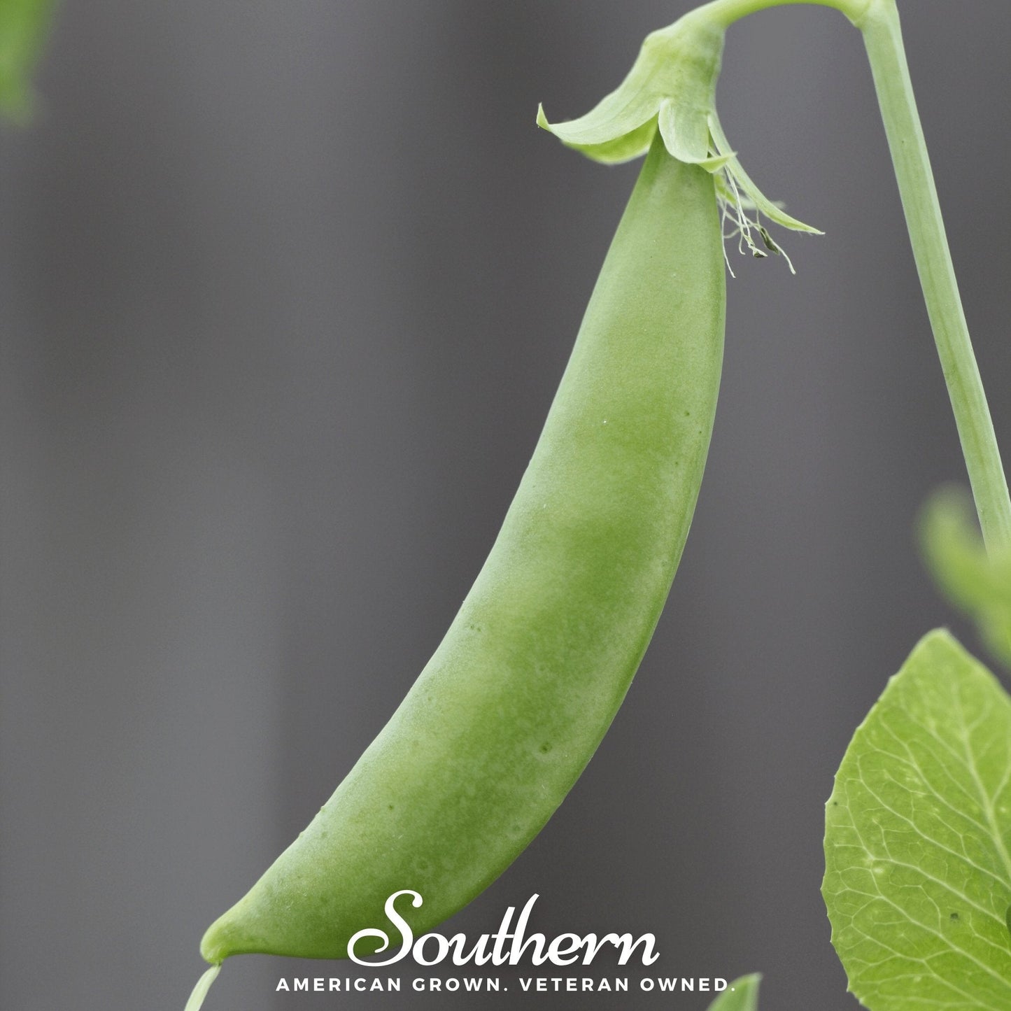 Sugar Snap Peas ā 20 Seeds