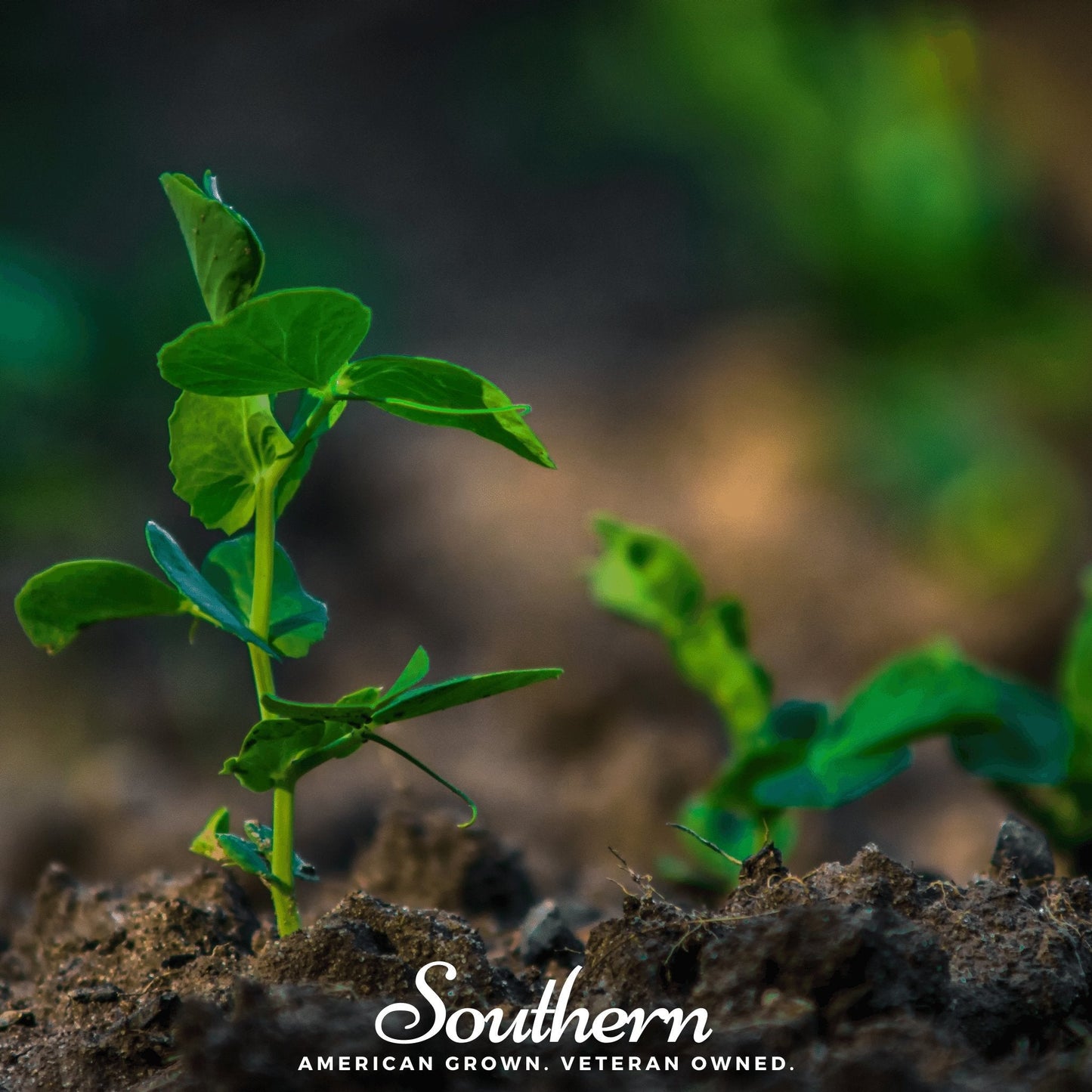 Sugar Snap Peas ā 20 Seeds