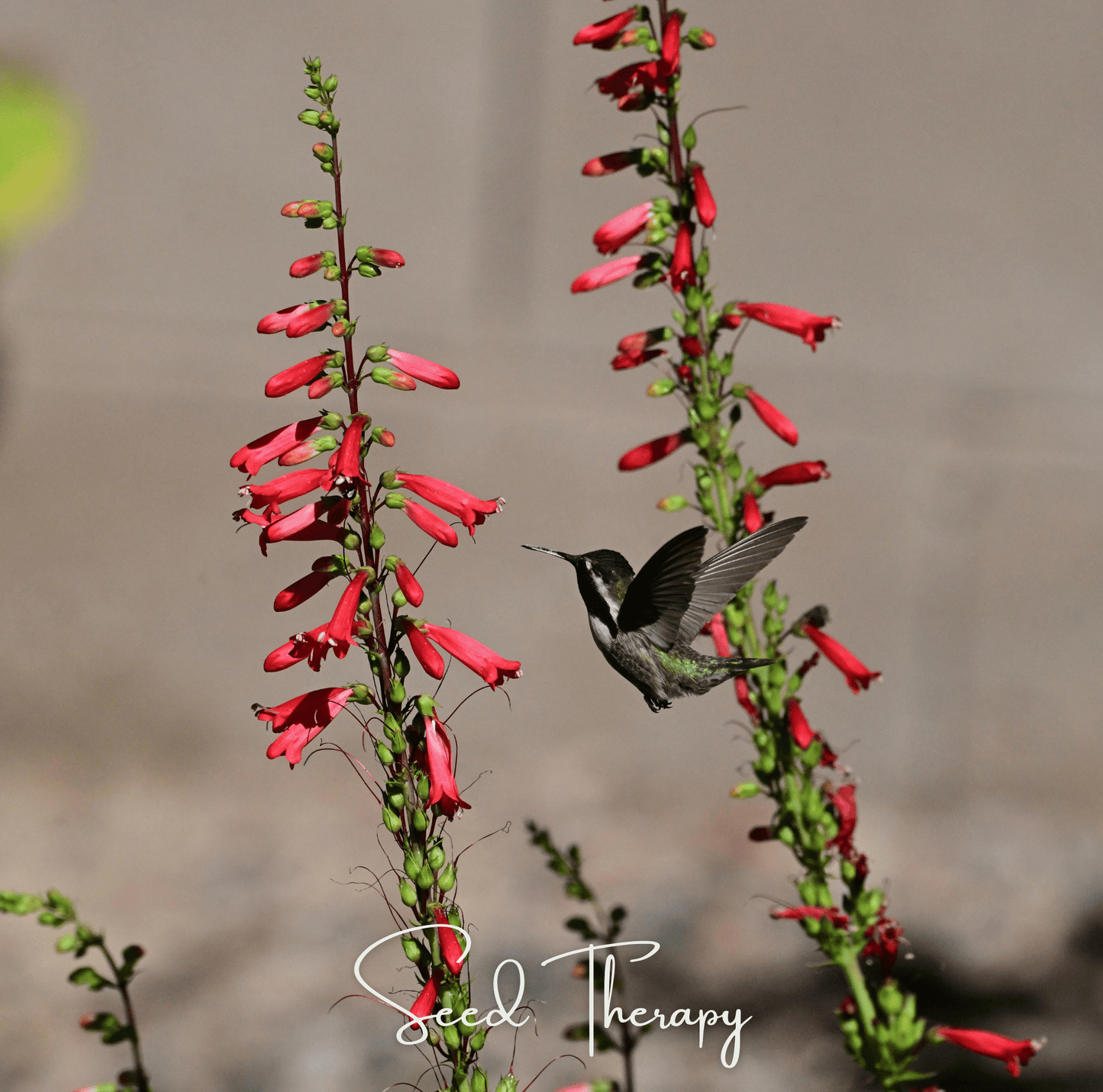 Firecracker Penstemon ā 100 Seeds