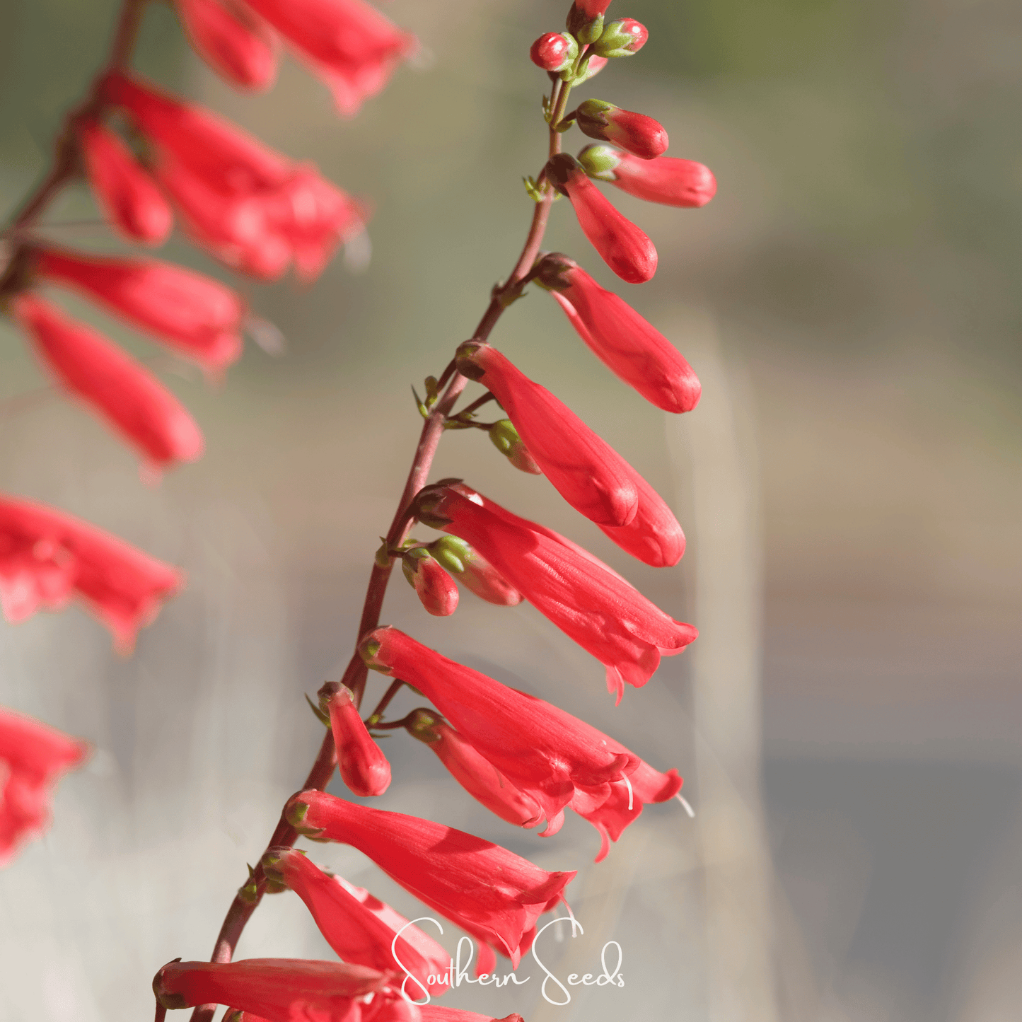 Firecracker Penstemon ā 100 Seeds
