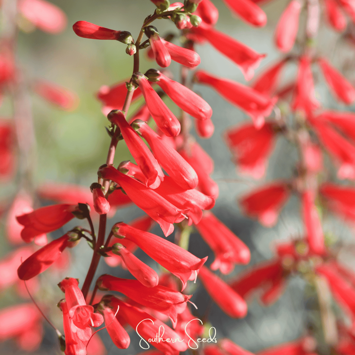 Firecracker Penstemon ā 100 Seeds