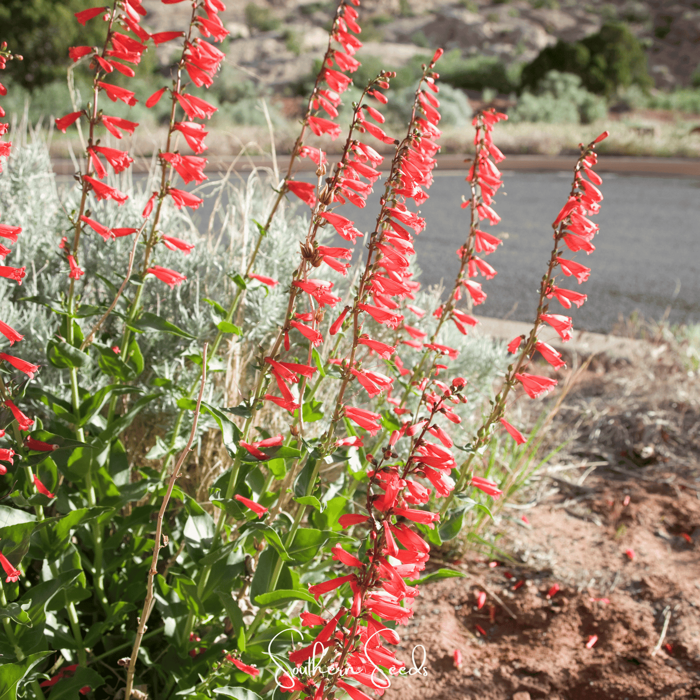 Firecracker Penstemon ā 100 Seeds
