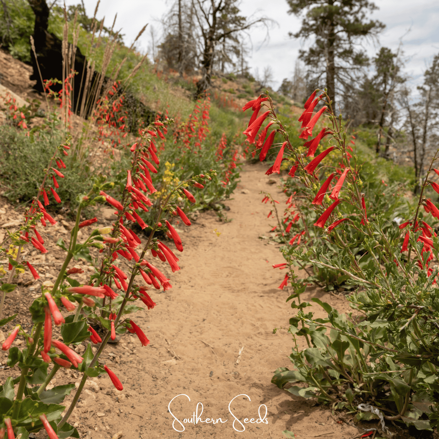 Firecracker Penstemon ā 100 Seeds