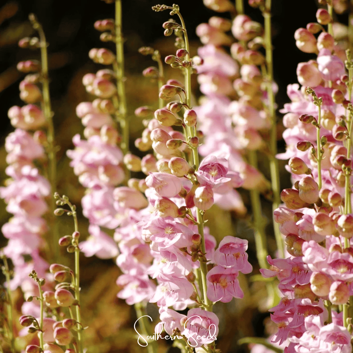Palmer Penstemon ā 100 Seeds