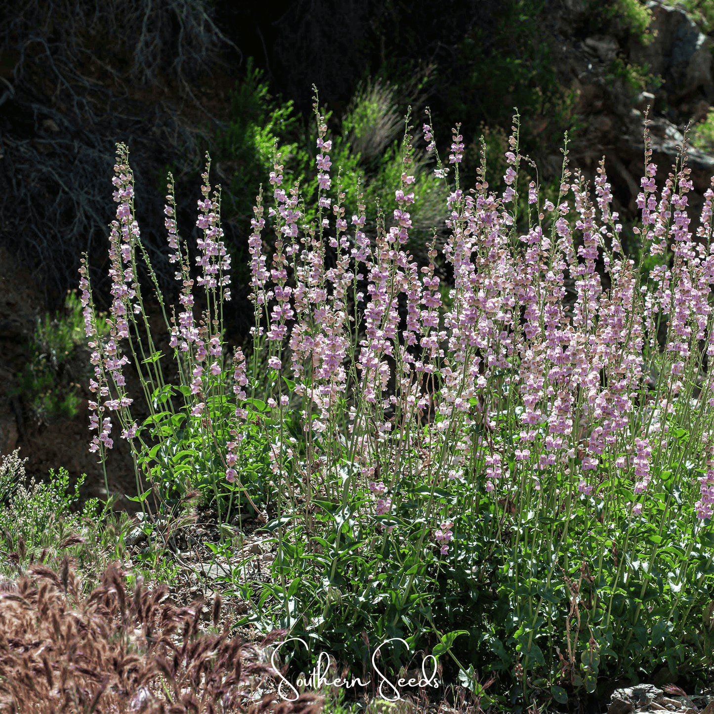 Palmer Penstemon ā 100 Seeds