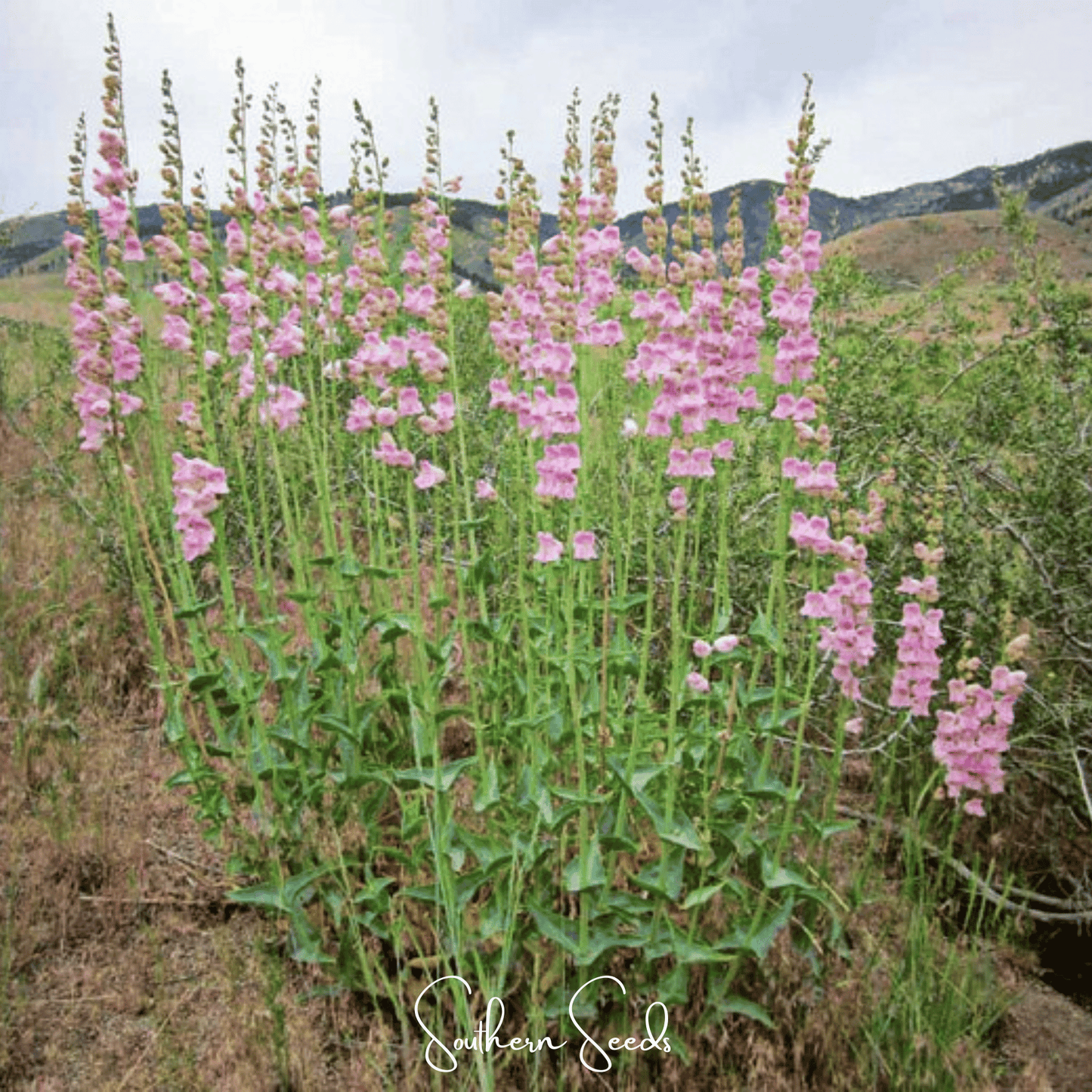 Palmer Penstemon ā 100 Seeds