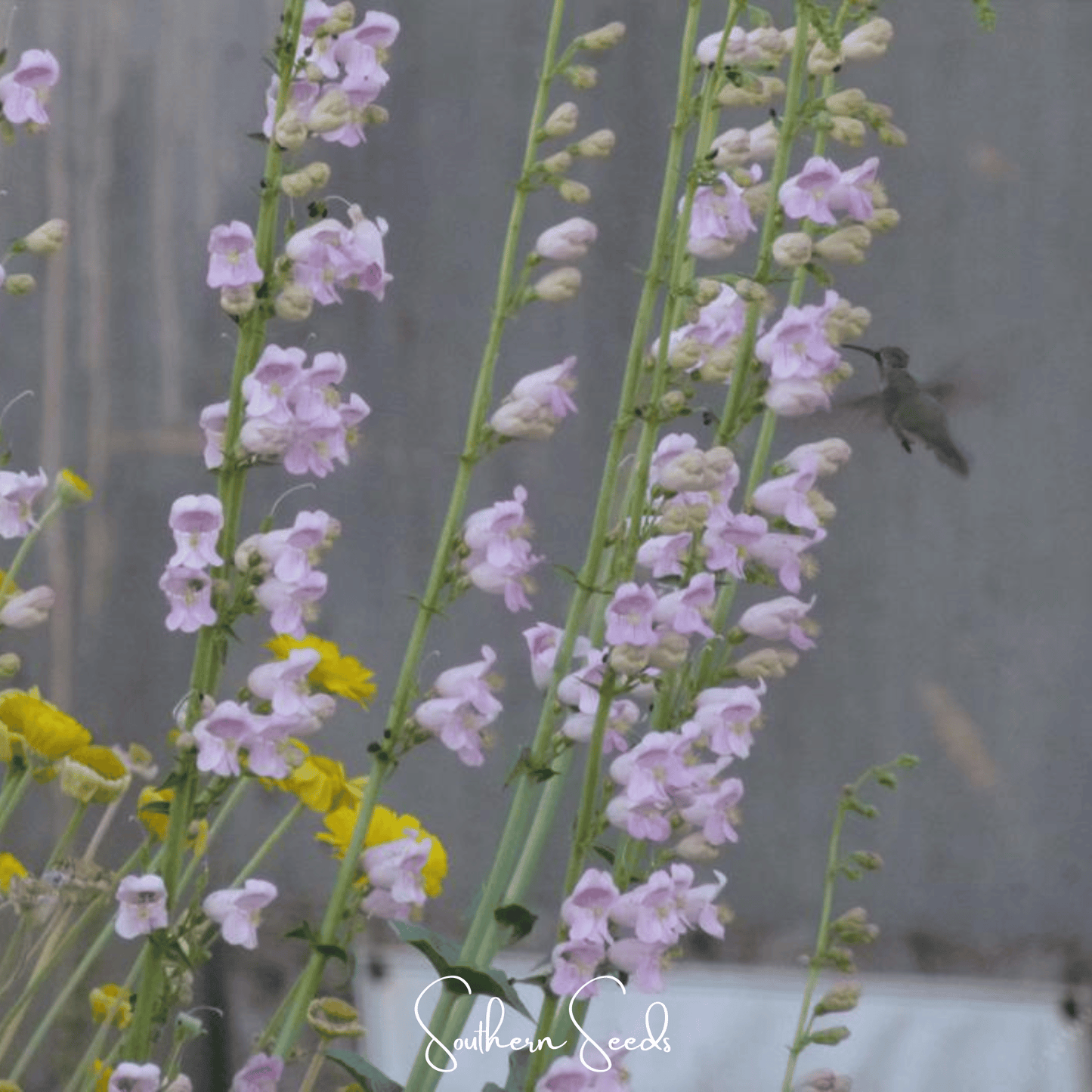 Palmer Penstemon ā 100 Seeds