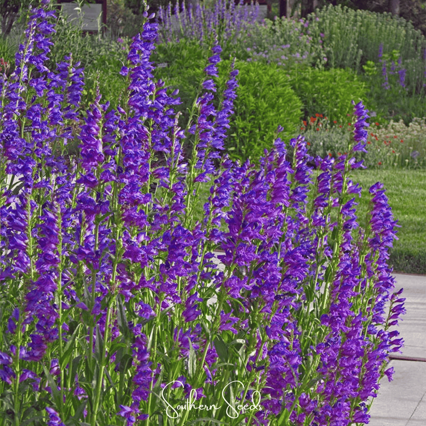 Rocky Mountain Penstemon ā 100 Seeds