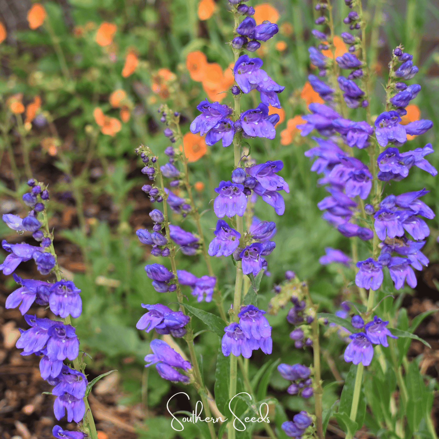 Rocky Mountain Penstemon ā 100 Seeds