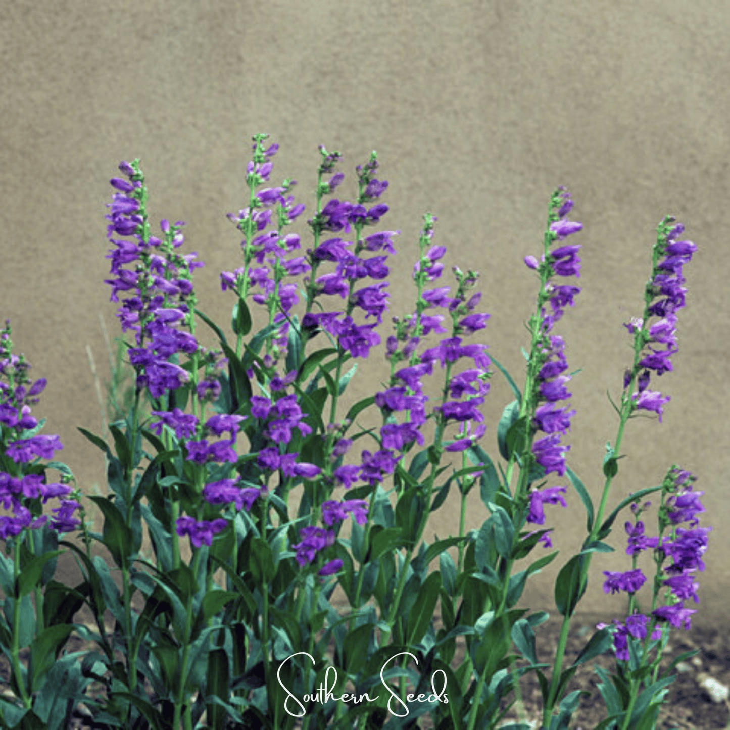 Rocky Mountain Penstemon ā 100 Seeds