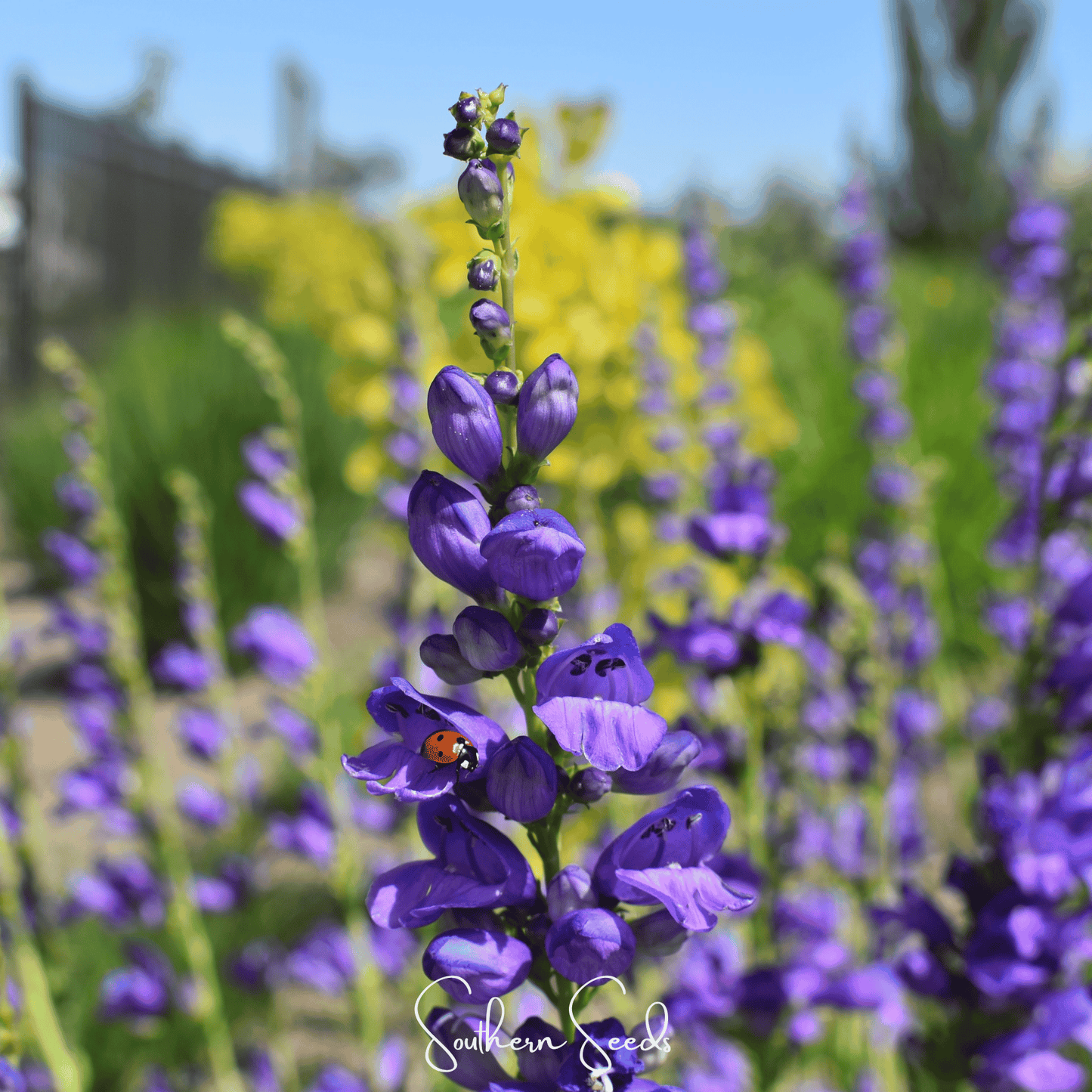 Rocky Mountain Penstemon ā 100 Seeds