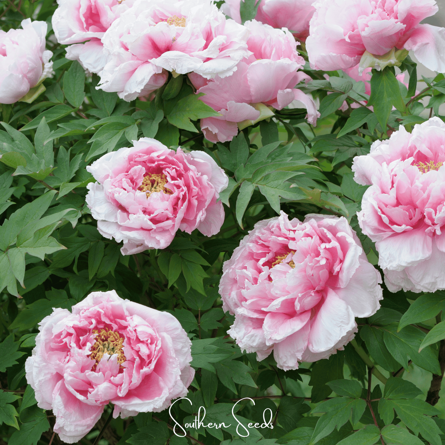 Moutan Peony Tree ā 10 Seeds