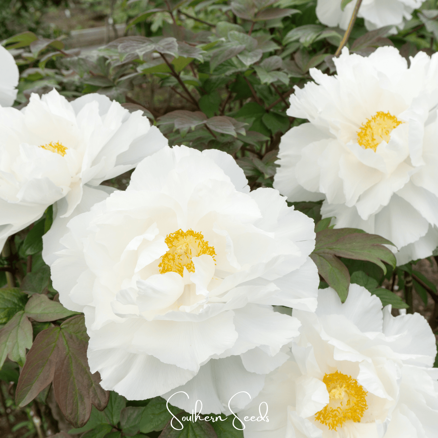 Moutan Peony Tree ā 10 Seeds