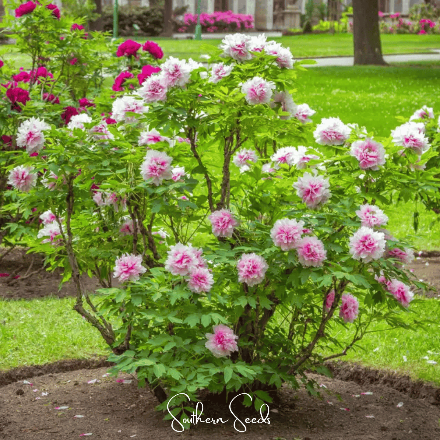 Moutan Peony Tree ā 10 Seeds