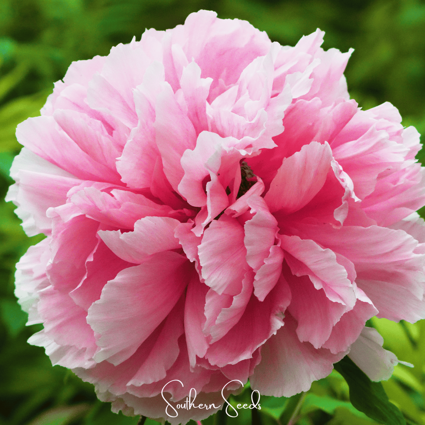 Moutan Peony Tree ā 10 Seeds