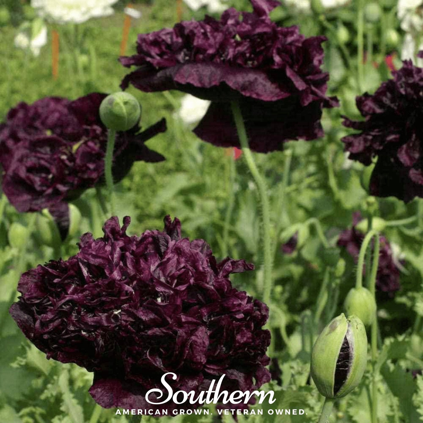 Black Peony Poppy ā 100 Seeds