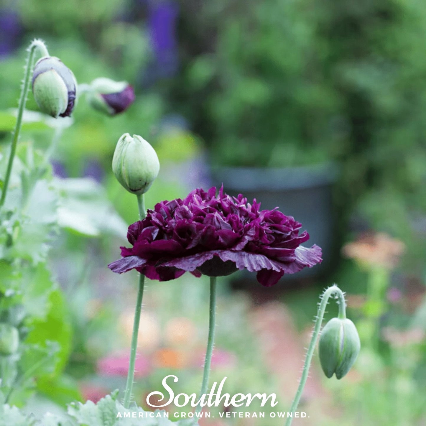 Black Peony Poppy ā 100 Seeds