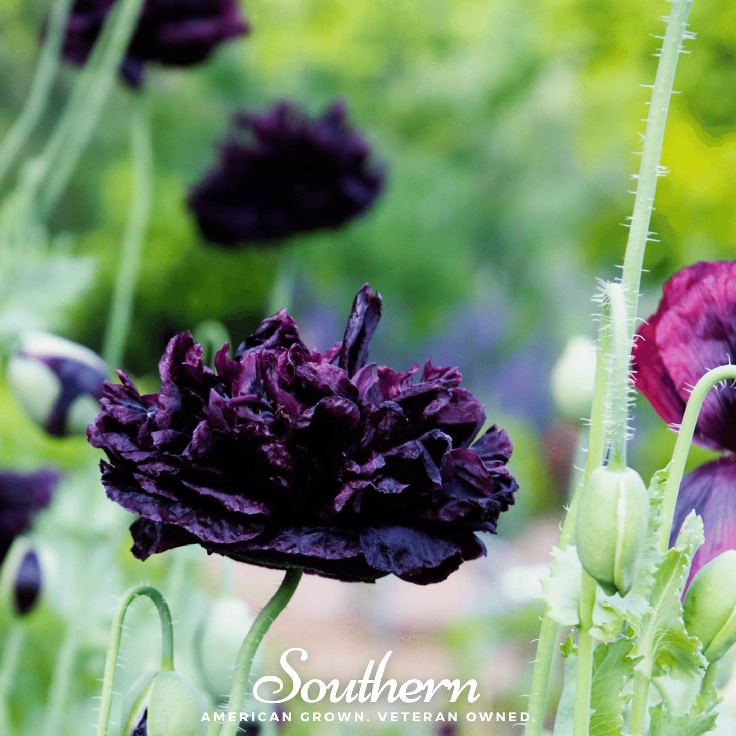 Black Peony Poppy ā 100 Seeds