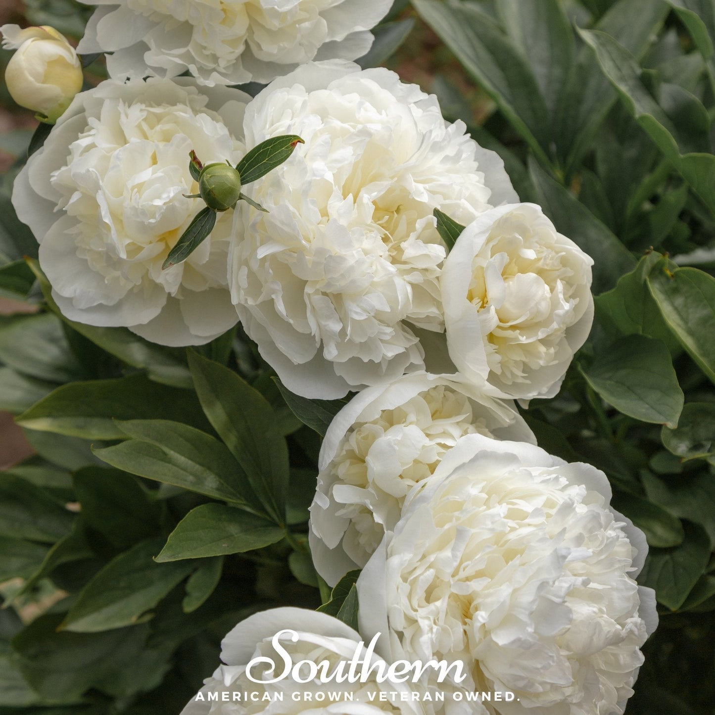 Cream Peony Poppy ā 100 Seeds
