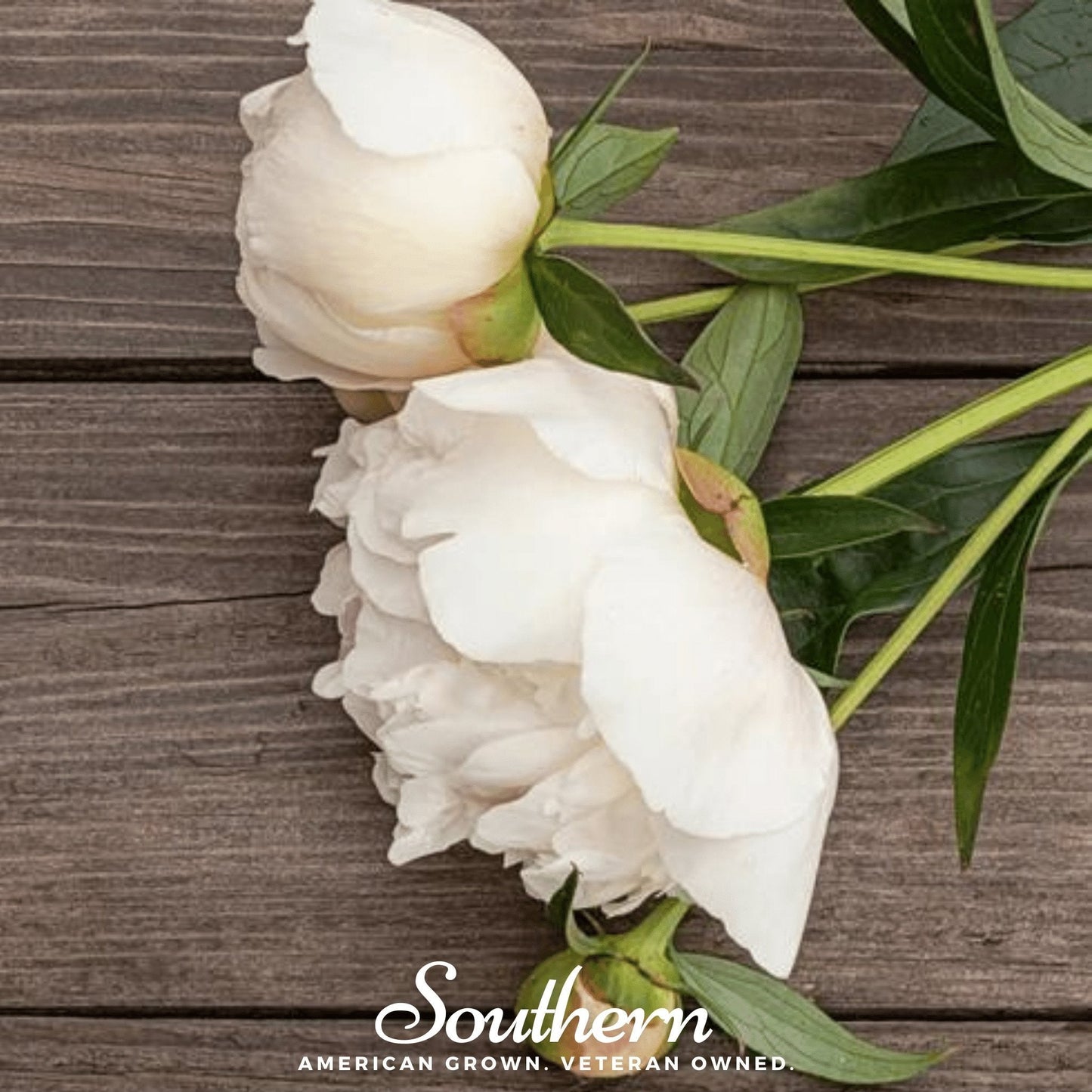 Cream Peony Poppy ā 100 Seeds