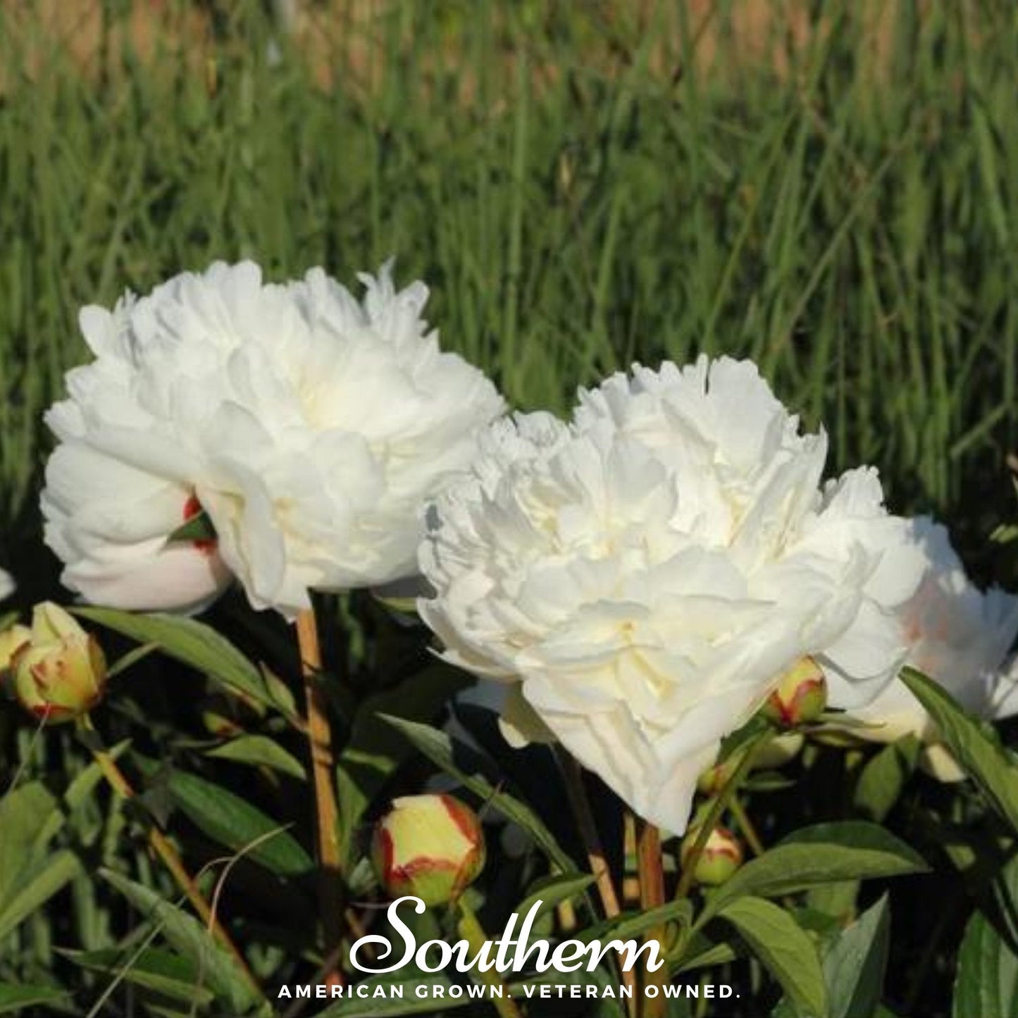 Cream Peony Poppy ā 100 Seeds