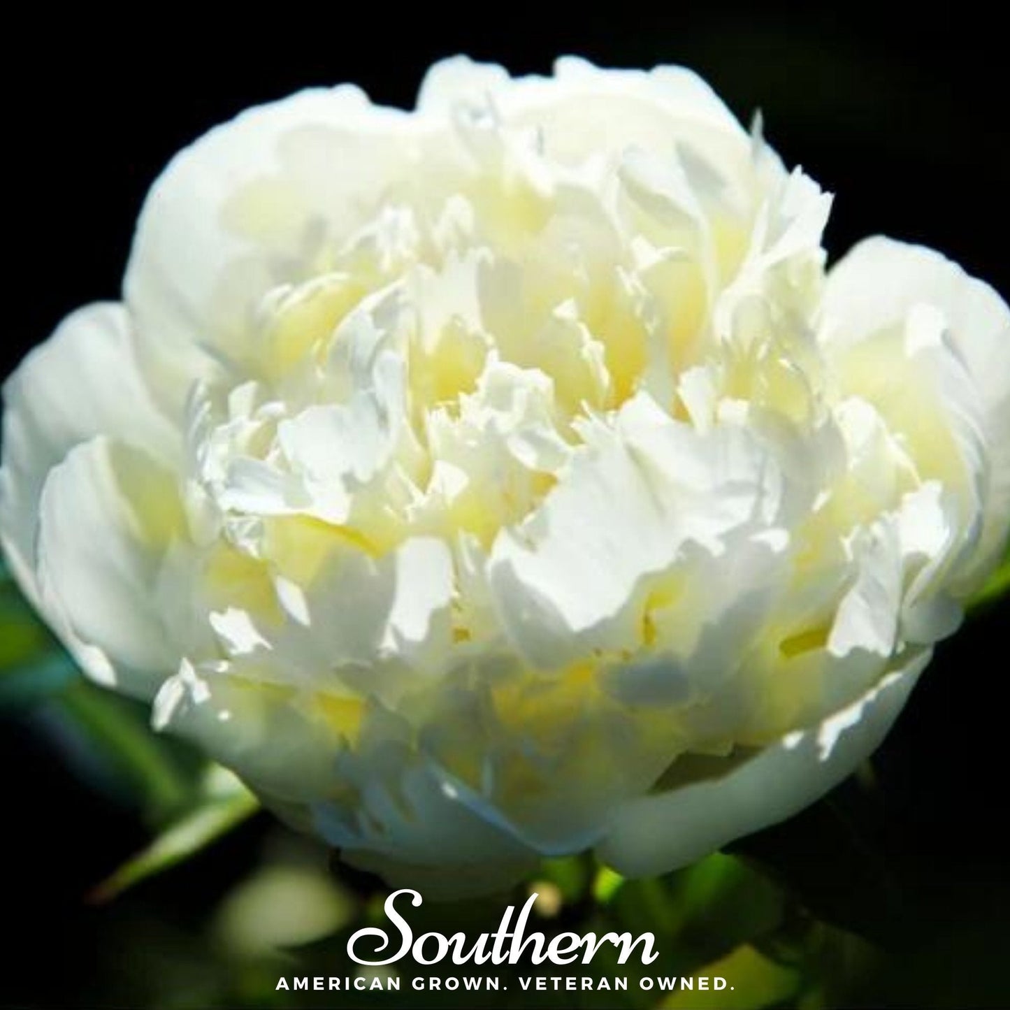 Cream Peony Poppy ā 100 Seeds