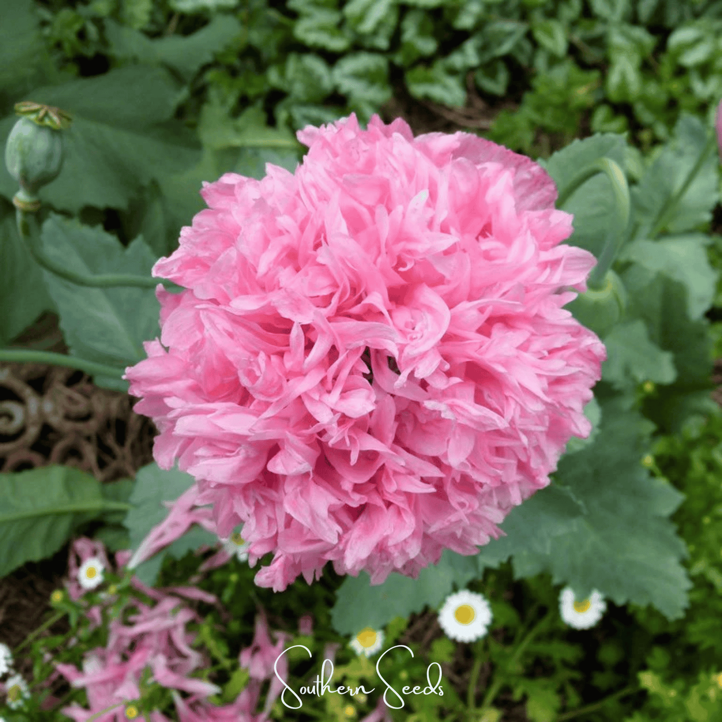 Pale Rose Peony Poppy ā 100 Seeds