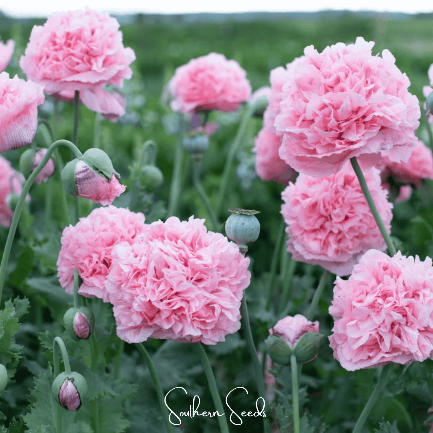 Pale Rose Peony Poppy ā 100 Seeds