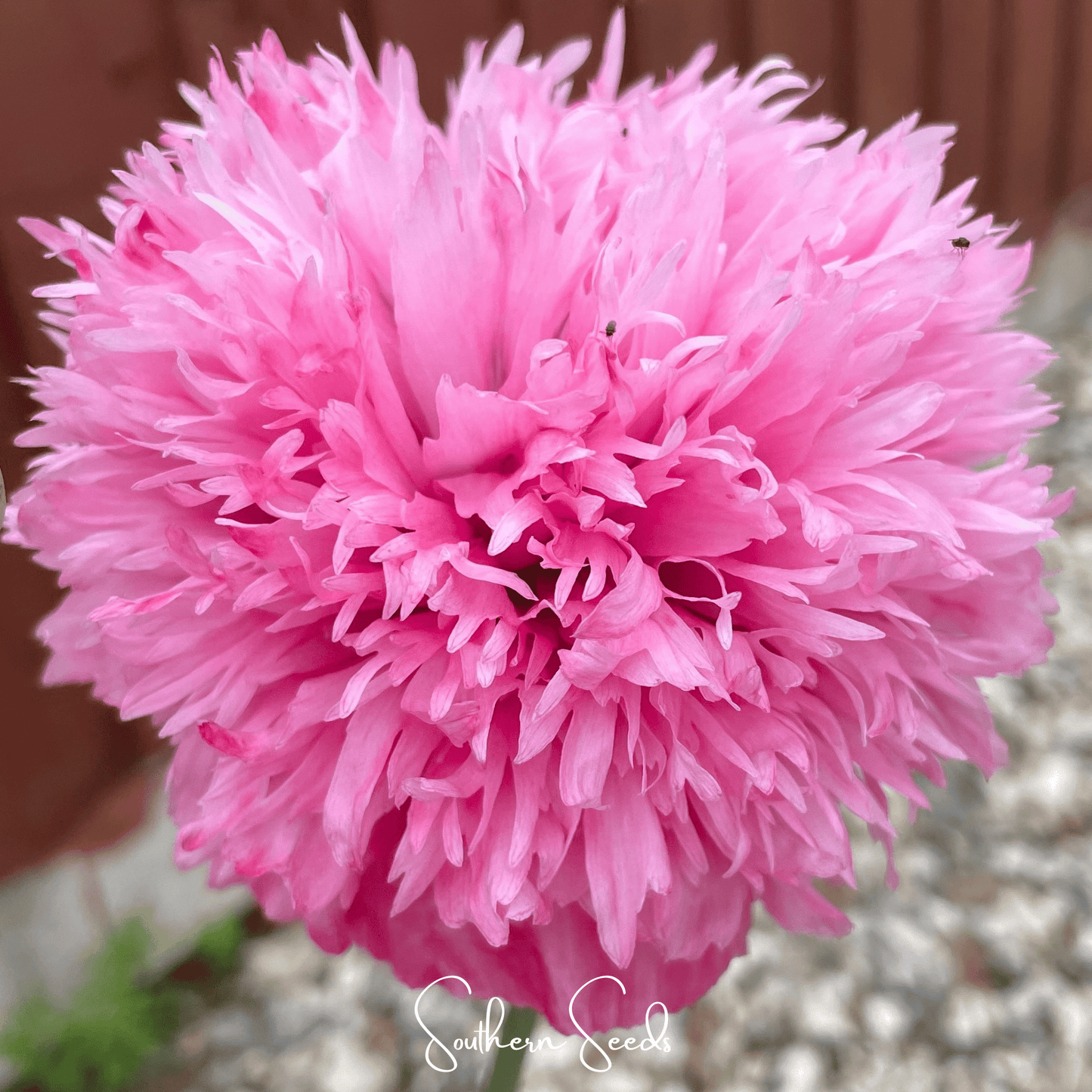 Pale Rose Peony Poppy ā 100 Seeds